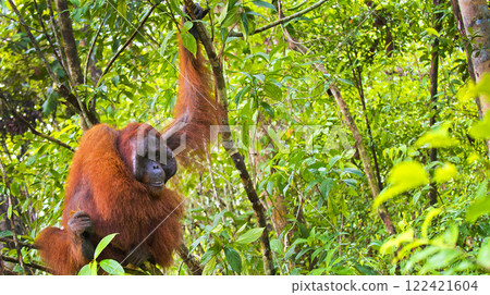 Orangutan, Tanjung Puting National Park, Indonesia Orangutan, Tanjung Puting National Park, Indonesia 122421604