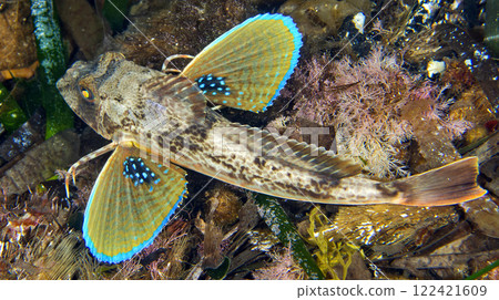 Pipper Fish, Cabo Cope-Puntas del Calnegre Regional Park, Spain 122421609
