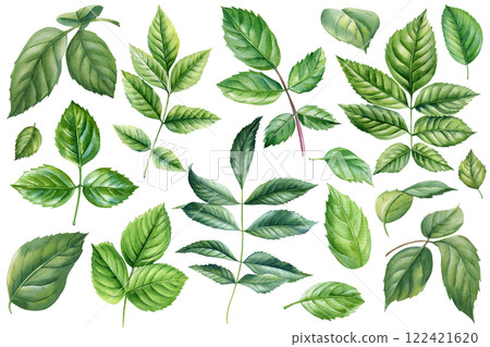 Green leaves collection isolated white background, hand painted foliage set floral design, nature watercolor botanical Green leaves collection isolated white background, hand painted foliage set floral design, nature watercolor botanical 122421620
