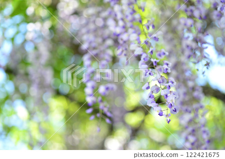 有一天我看到了紫藤花 有一天我看到了紫藤花 122421675