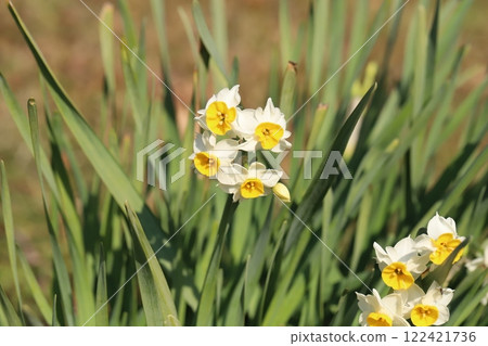 白色水仙花（日本水仙花）在冬季田野中綻放 122421736