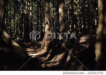 A forest bathed in sunlight A forest bathed in sunlight 122421741