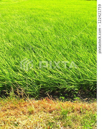 Windy green rice field scenery 122421759