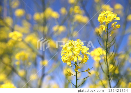 油菜花開,春天到來 油菜花開,春天到來 122421834