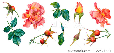 Set of roses, green leaves, wild rose stems, rose hips. Hand drawn watercolor illustration of flowers, greenery and berries on isolated background. Suitable for tea packaging, cosmetics, jam labels. 122421885