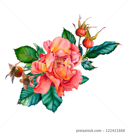 Red rose flower bouquet with rose hip berries and green leaves. Hand drawn watercolor floral illustration for wedding invitations or greeting cards on isolated background. Botanical composition. Red rose flower bouquet with rose hip berries and green leaves. Hand drawn watercolor floral illustration for wedding invitations or greeting cards on isolated background. Botanical composition. 122421888