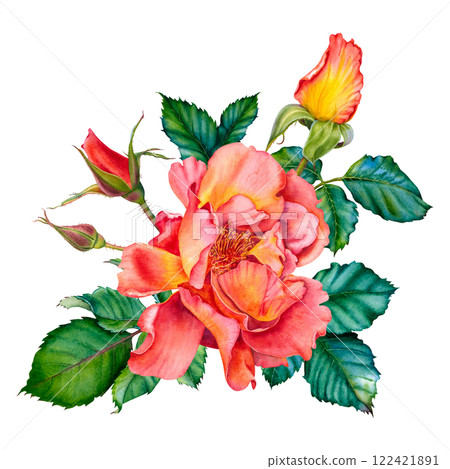 Floral composition of red-yellow roses, buds and leaves. Watercolor botanical illustration. Hand drawn flowers on Isolated background. Use for valentine's day, wedding, birthday cards or invitations. 122421891