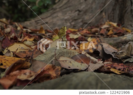 Carpet of fallen leaves 122421906