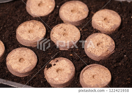 Growing seedlings in peat pellets in an indoor greenhouse or propagation box 122421938