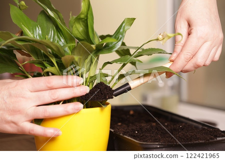 Spathiphyllum Peace Lily Care. Transplanting into Flower Pot. Soil for Flowers 122421965
