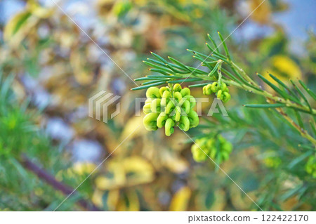 Yellow Grevillea Rosmarifolia Flowers (Winter, January) 122422170