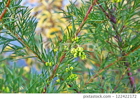 黃色銀樺迷迭香花(冬季,一月) 黃色銀樺迷迭香花(冬季,一月) 122422172