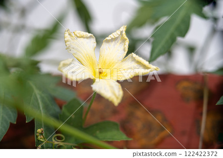 A super macro shot of a yellow flower. Bitter Melon, Bitter Squash or Momordica Charantia 122422372
