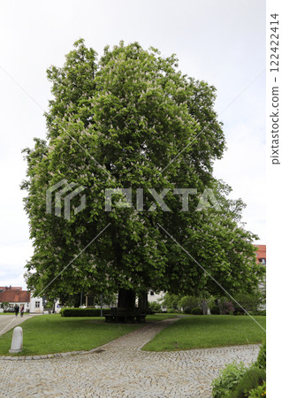 Pilgrimage church Rottenbuch, Munich Way of St. James, Bavaria, Germany 122422414