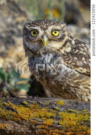 Little Owl 122423056