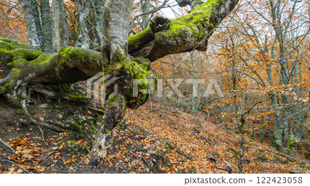 Typical Architecture, Bermeo, Spain Typical Architecture, Bermeo, Spain 122423058