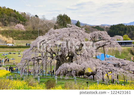 Miharu Takizakura and rape blossoms (April 2024 / Miharu Town, Fukushima Prefecture) 122423161