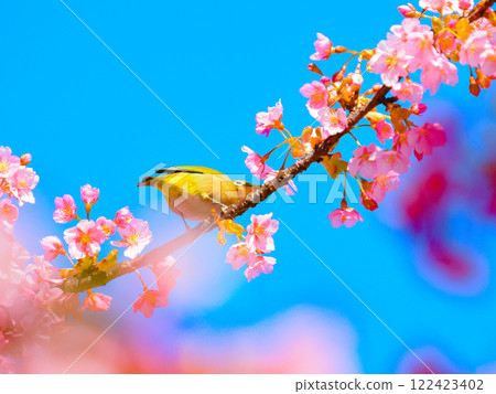棲息在河津櫻花上的白眼 122423402