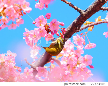 棲息在河津櫻花上的白眼 棲息在河津櫻花上的白眼 122423403