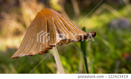 Wild Mushroom, Sierra de Guadarrama National Park, Spain 122423419