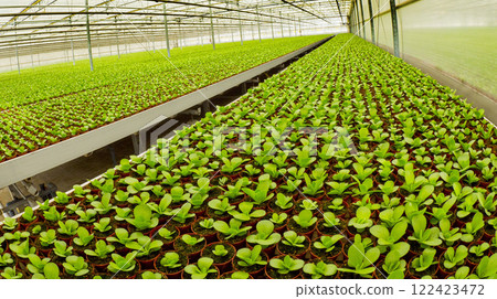 Growing Plants Cultivation, Netherlands 122423472