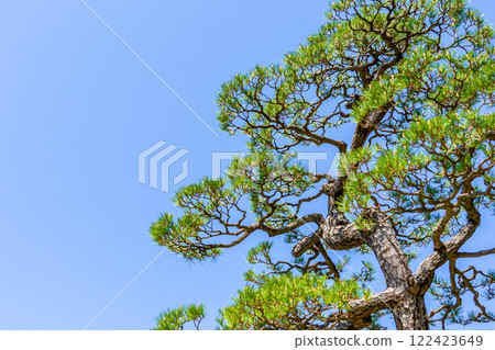 Pine trees and blue sky 122423649