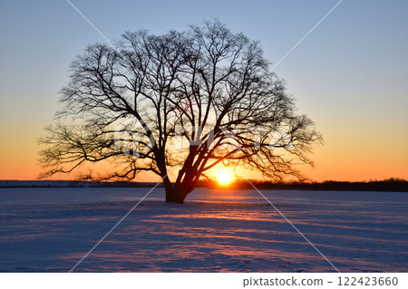 Asahi, Winter, Toyokoro Town, Japanese elm tree 122423660