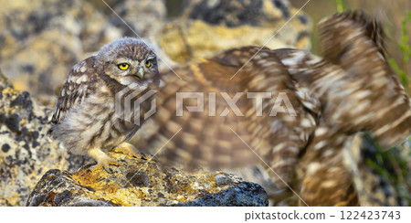Little Owl Little Owl 122423743