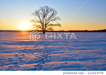 朝日冬季豐公頃町哈魯榆樹 122423776