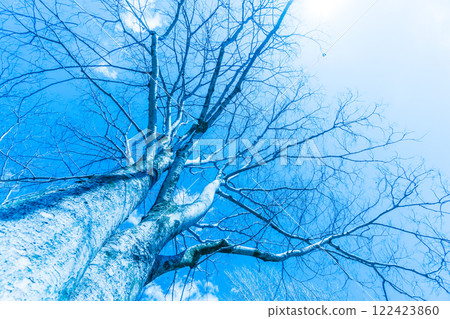 Zelkova tree in winter Tungsten 122423860