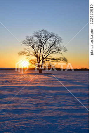 Asahi, Winter, Toyokoro Town, Japanese elm tree 122423919