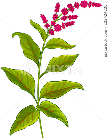 Amaranth Plant with Flowers and Leaves Colored Detailed Illustration Amaranth Plant with Flowers and Leaves Colored Detailed Illustration 122424226