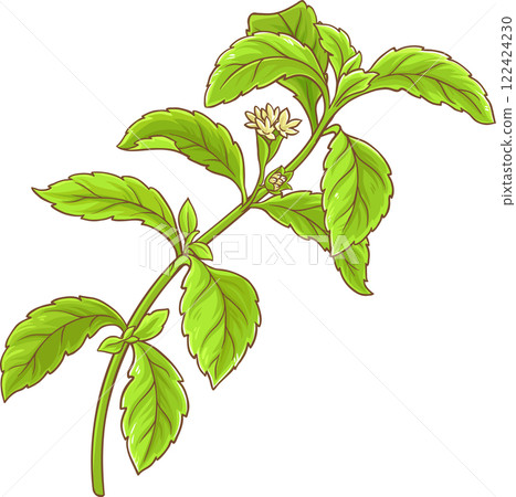 Stevia Branch with Flowers and Leaves Colored Detailed Illustration. Natural sweetener for health care, sugar substitute. Organic dietary supplement Stevia Branch with Flowers and Leaves Colored Detailed Illustration. Natural sweetener for health care, sugar substitute. Organic dietary supplement 122424230