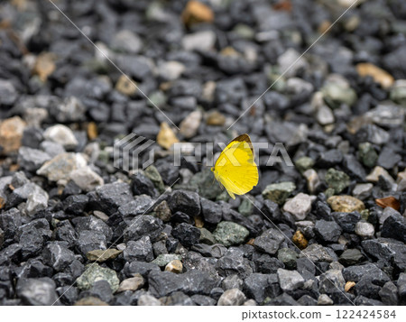 Northern Spotted Butterfly Northern Spotted Butterfly 122424584