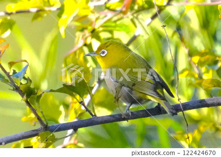 White-eye White-eye 122424670