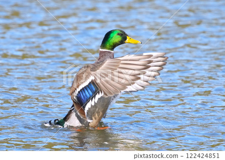 Duck Duck 122424851