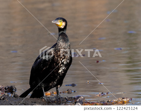 Cormorant 122425124
