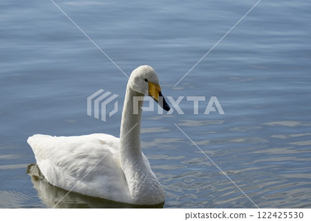 Beautiful swan floating on the water - close-up 122425530
