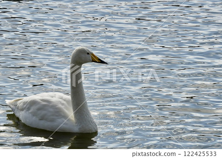 Beautiful swan floating on the water, close-up, sparkling 122425533