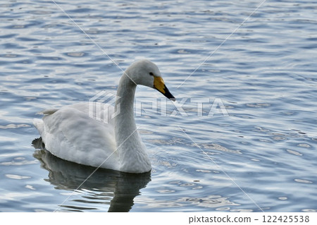 Beautiful swan floating on the water surface, close-up, light blue background Beautiful swan floating on the water surface, close-up, light blue background 122425538