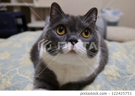 British Shorthair (Blue & White) British Shorthair (Blue & White) 122425751