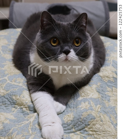 British Shorthair (Blue & White) 122425753