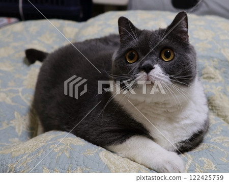 英國短毛貓（藍白） 122425759