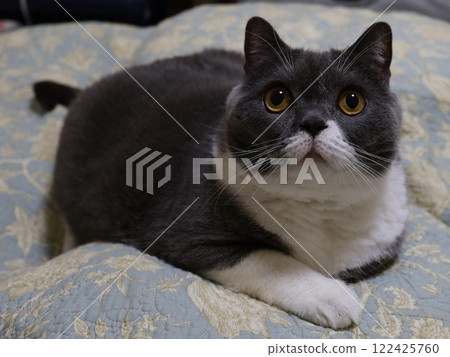 英國短毛貓(藍白) 英國短毛貓(藍白) 122425760