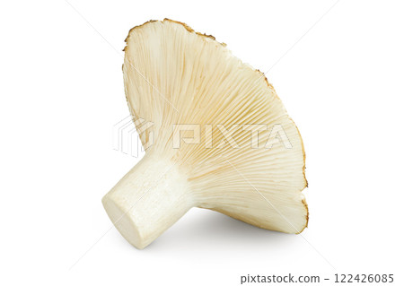 fresh milk cap boletus mushroom isolated on white background 122426085