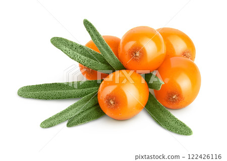 Sea buckthorn. Fresh ripe berry with leaves isolated on white background macro Sea buckthorn. Fresh ripe berry with leaves isolated on white background macro 122426116