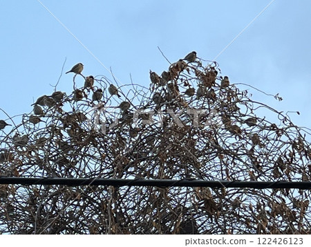 一隻麻雀棲息在電線前的樹上 一隻麻雀棲息在電線前的樹上 122426123