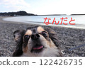 "What?" exclaimed the Chihuahua on the beach. 122426735