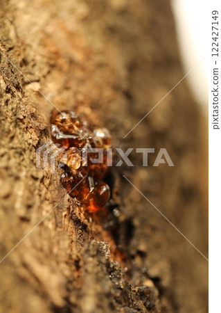 Tree Trunk texture macro shot 122427149