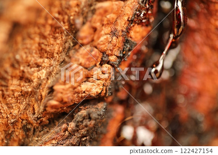 Tree Trunk texture macro shot 122427154